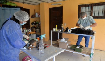 SE ESTERILIZARON MS DE 50 MASCOTAS EN LAS DOS PRIMERAS JORNADAS EN LA CARMENCITA